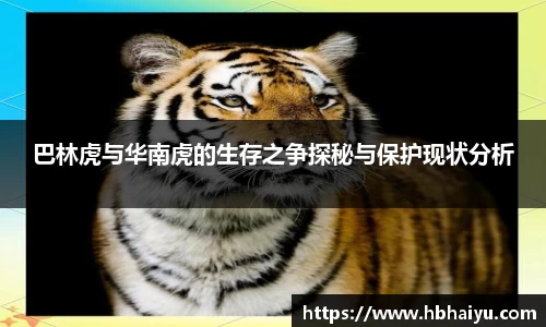 巴林虎与华南虎的生存之争探秘与保护现状分析